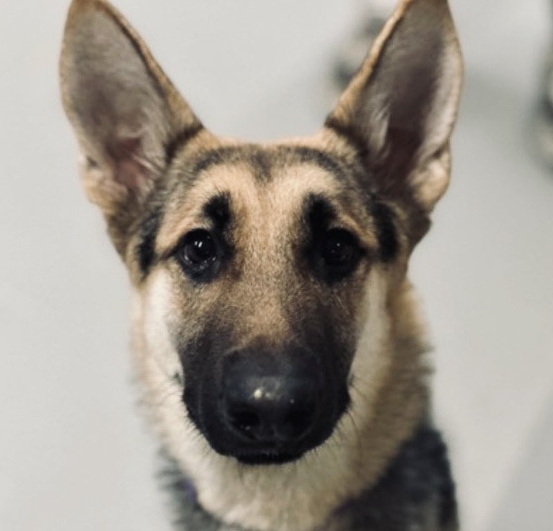 Moishe's Mom tweet media