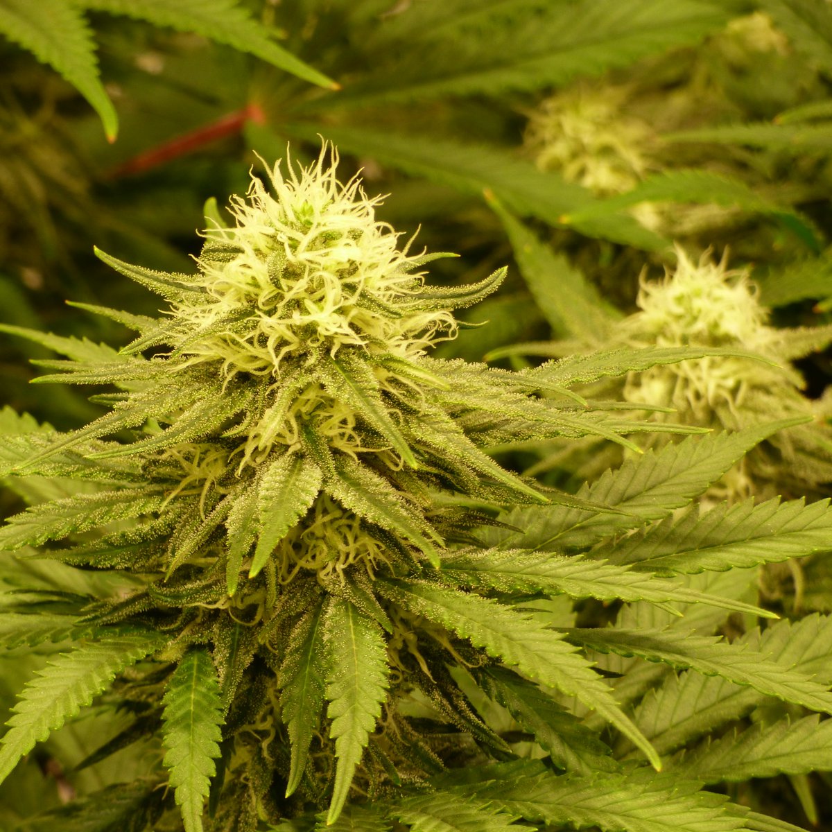 Oʀᴀᴄʟᴇ Sᴇᴇᴅs Oғɪᴄɪᴀʟ® 🇪🇸 tweet media