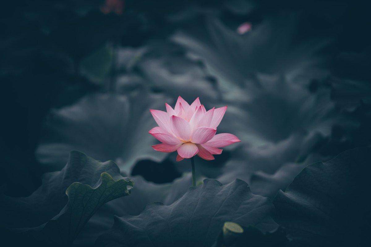 wallpix_pics's tweet photo. 🎨New Wallpaper Alert!🎨

Tranquil Lotus Bloom: Stunning Desktop Wallpaper of Blooming Water Flowers in a Serene Basin 
Looking for a fresh new look for your phone or computer? Our new collection of wallpapers is here! They're perfect for adding a per.....
https://t.co/3JG9w5ushF https://t.co/sRIJN38Atu