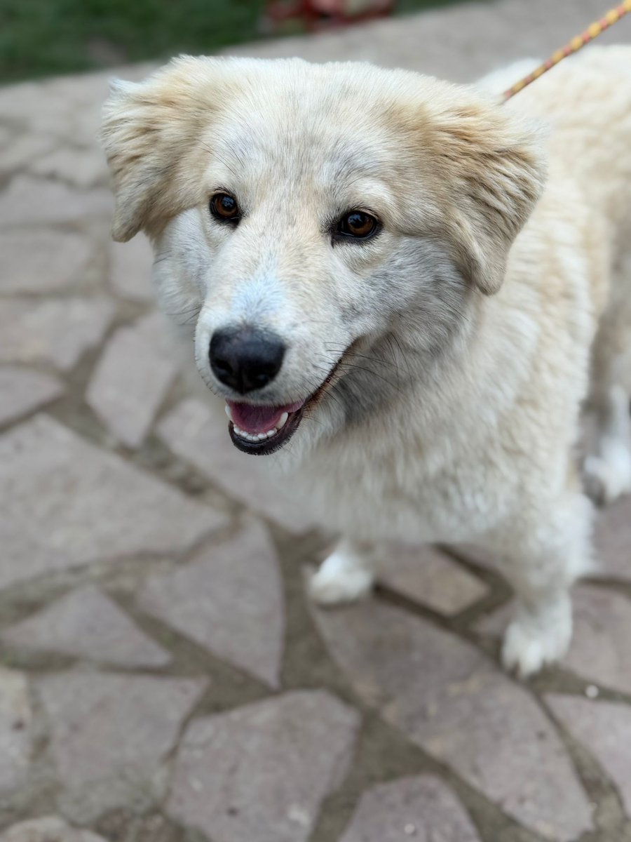 Rescue dogs for rehoming tweet media