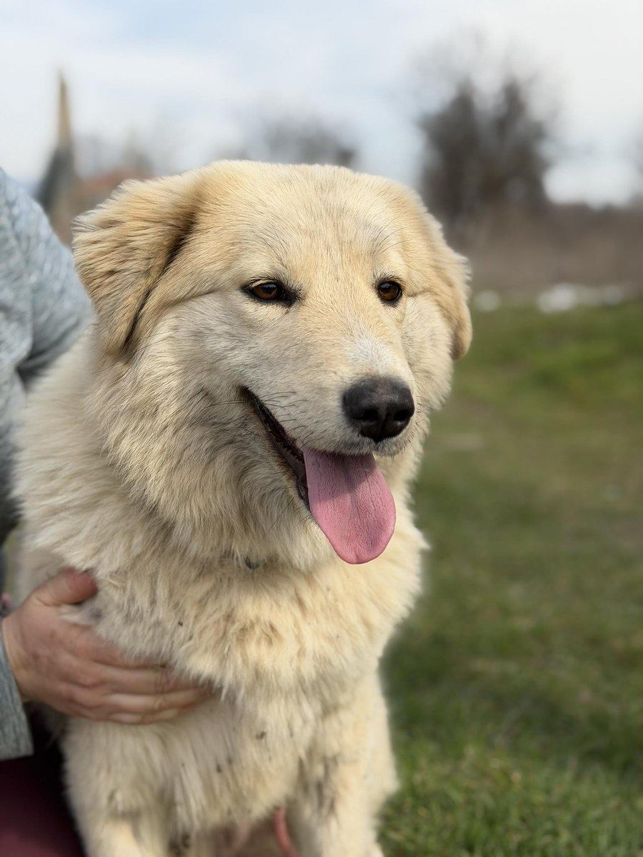 Rescue dogs for rehoming tweet media