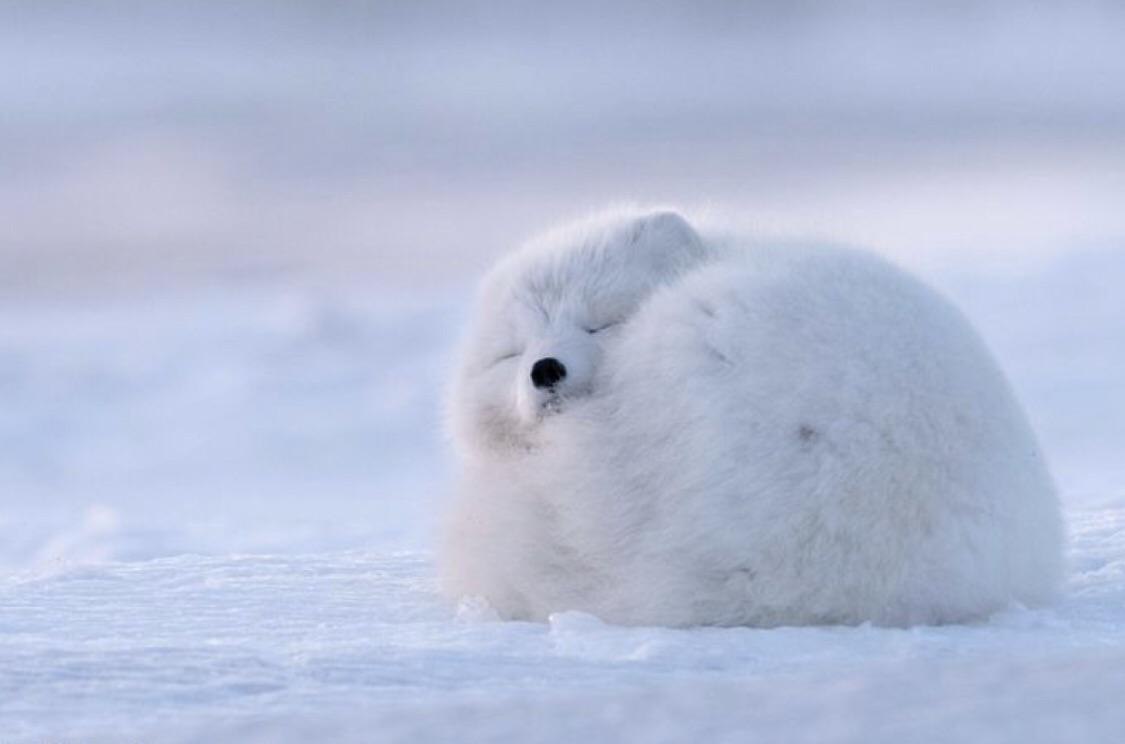 Daily Arctic Fox tweet media