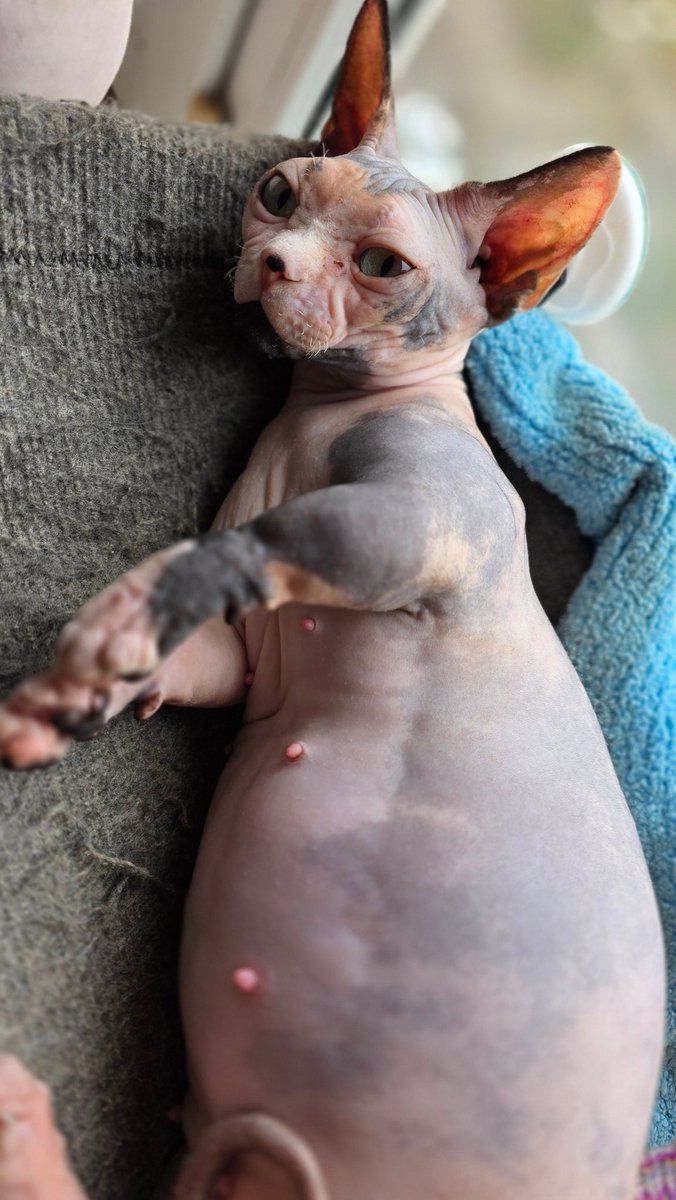 человек и пять сфинксов ± tweet media