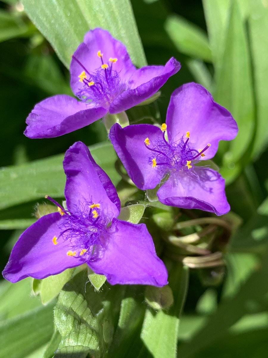 SemperOrantes tweet media