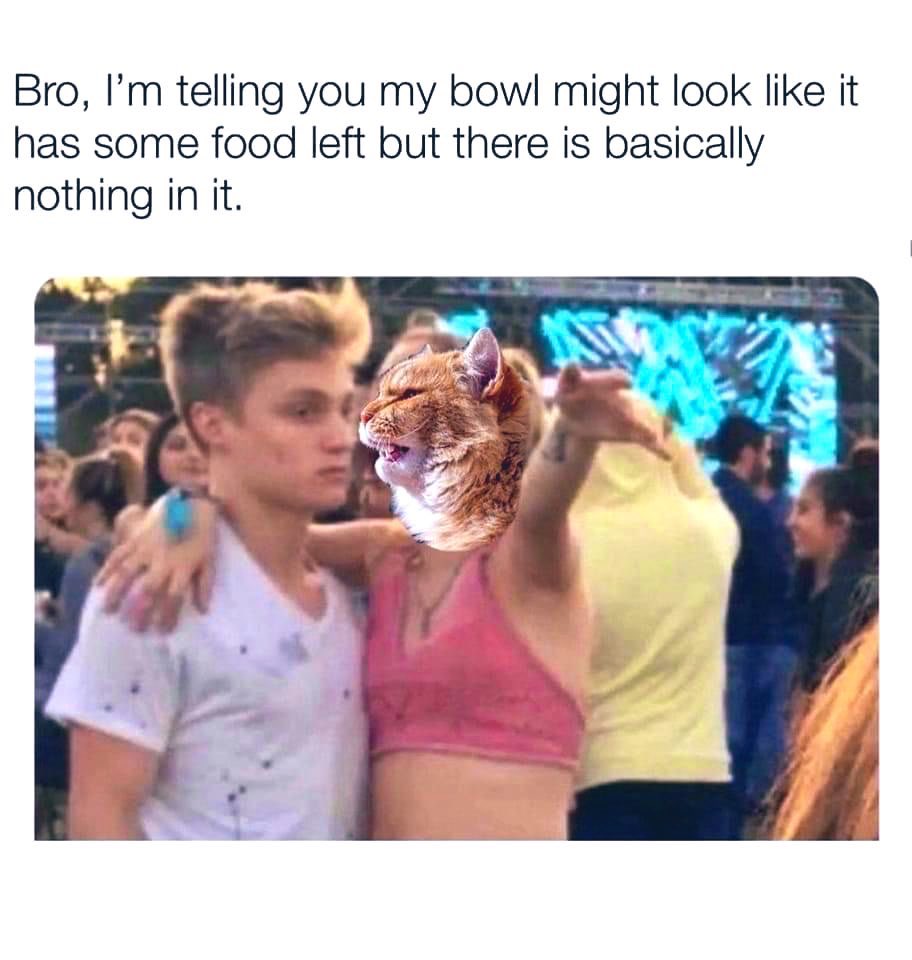 "Mad Cat" Cattis tweet media