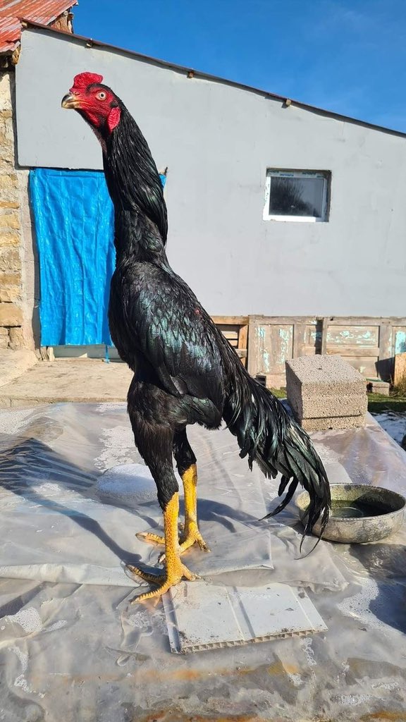 Guille Reyes tweet media