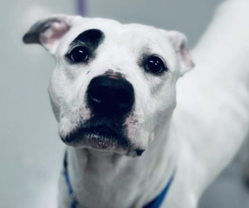 Moishe's Mom tweet media