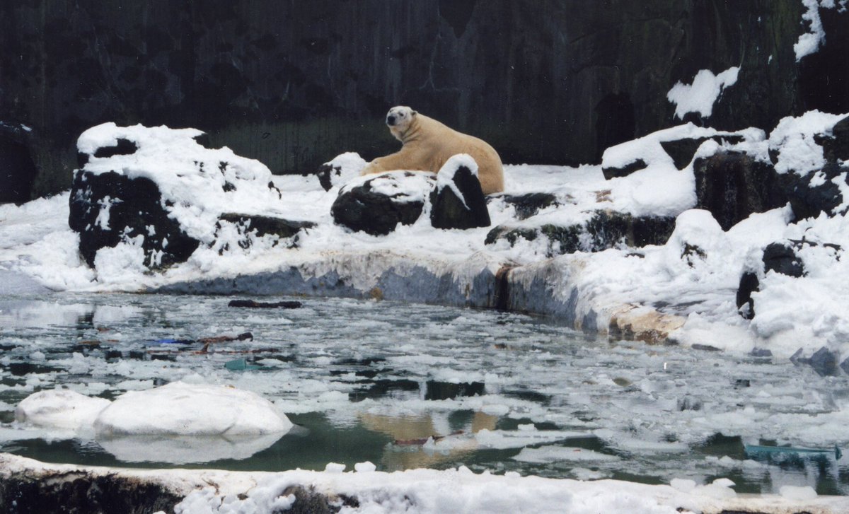 <a href="/admired_art/">AdmiredArt</a> <a href="/ORIONBLUE5/">ORIONBLUE 🐋🦈🐟</a> #polar #bear in his #icy #lair
