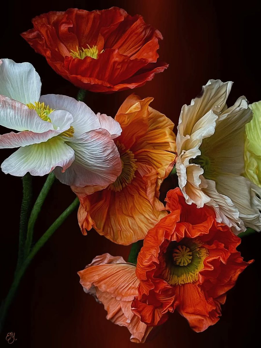 ✨🏹✨ Canan tweet media