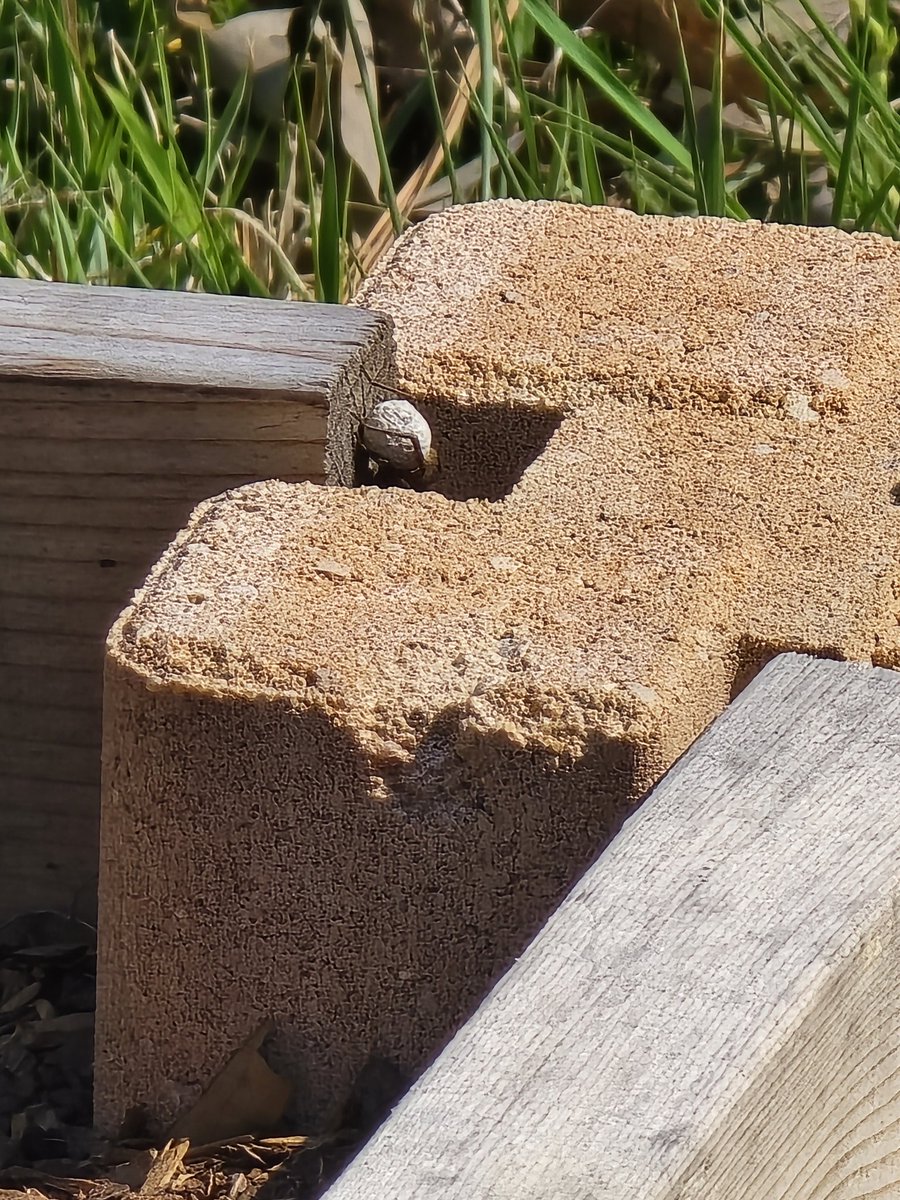 Johnnypatriot26's tweet photo. What spider has a butt so big? #SpiderID https://t.co/9cVQoi1YVp