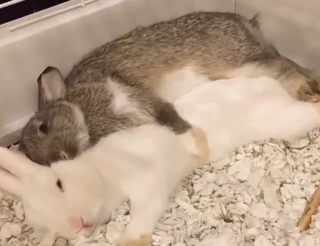 skye ★ tweet media