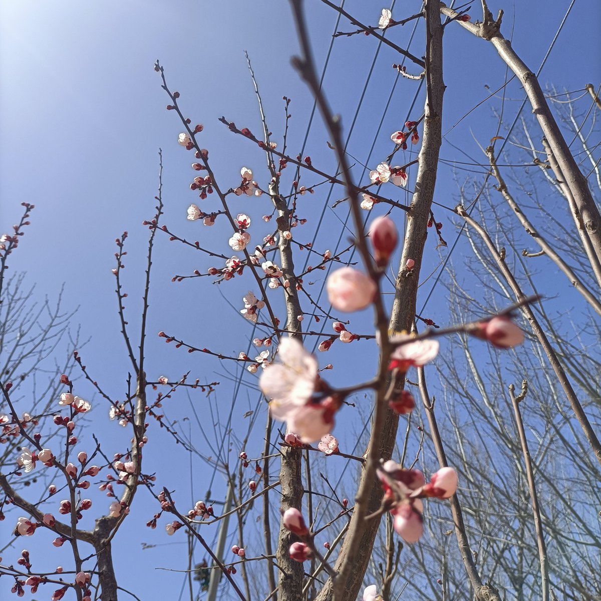 kristine denina tweet media