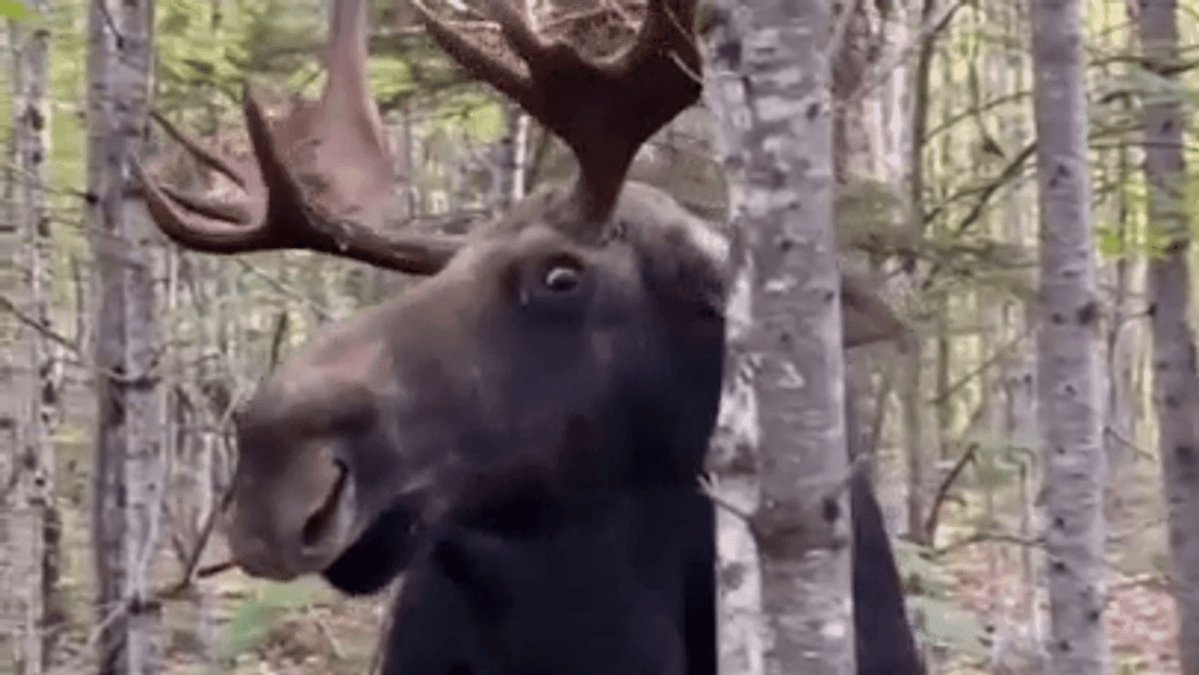 Moose Bro tweet media
