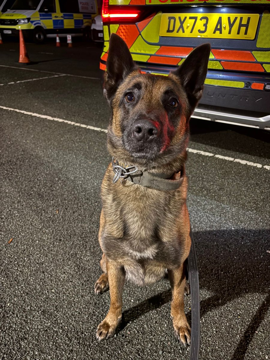 Staffs Dogs & ARV tweet media