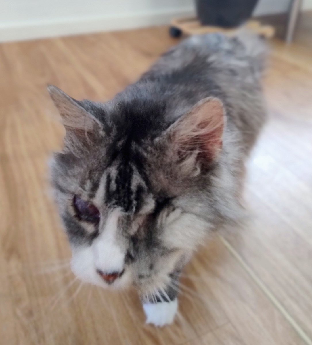 Mumu56810's tweet image. Zbiórkę na Słodziaka założyłam również na Pomagam.pl by dotarła do większej liczby osób. W niej opisałam dokładniej historię Słodziaka, nie było ograniczenia znaków jak na Zrzutce.
Jeśli chcecie poznać jego historię lub pomóc.
Tu link👇
#kot

pomagam.pl/3y4f7n