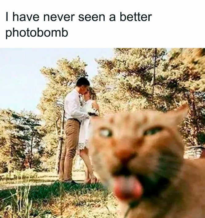 "Mad Cat" Cattis tweet media