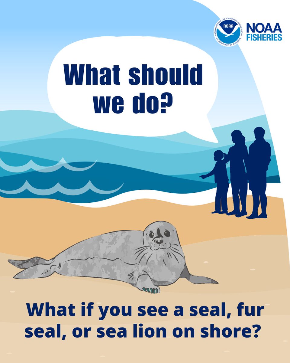 NOAAFisheries's tweet photo. If not friend, why friend shaped?

We know seals and sea lions laying on shore look cute and it’s tempting to get close. You also might worry that they are sick, injured, or in danger, and want to touch them or move them back into the water. But don’t! 

#SealAndSeaLionWeek https://t.co/cYYIV2Kwtn