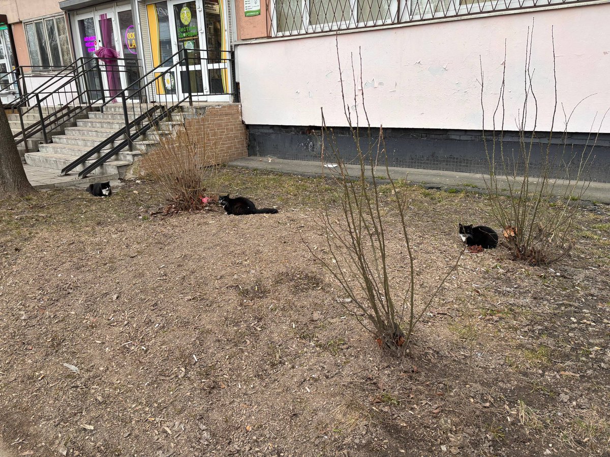 ксеша tweet media