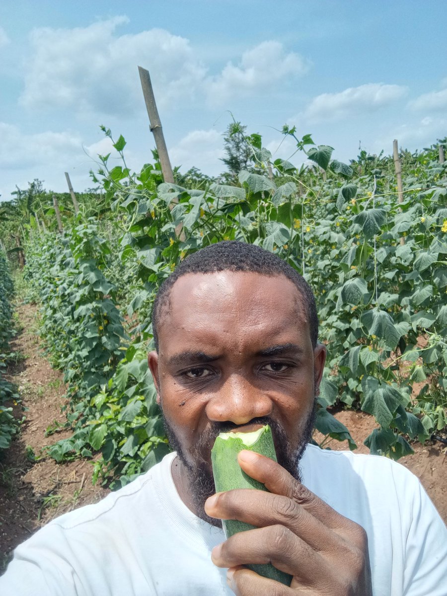 Chukwunonso (Farmer) tweet media