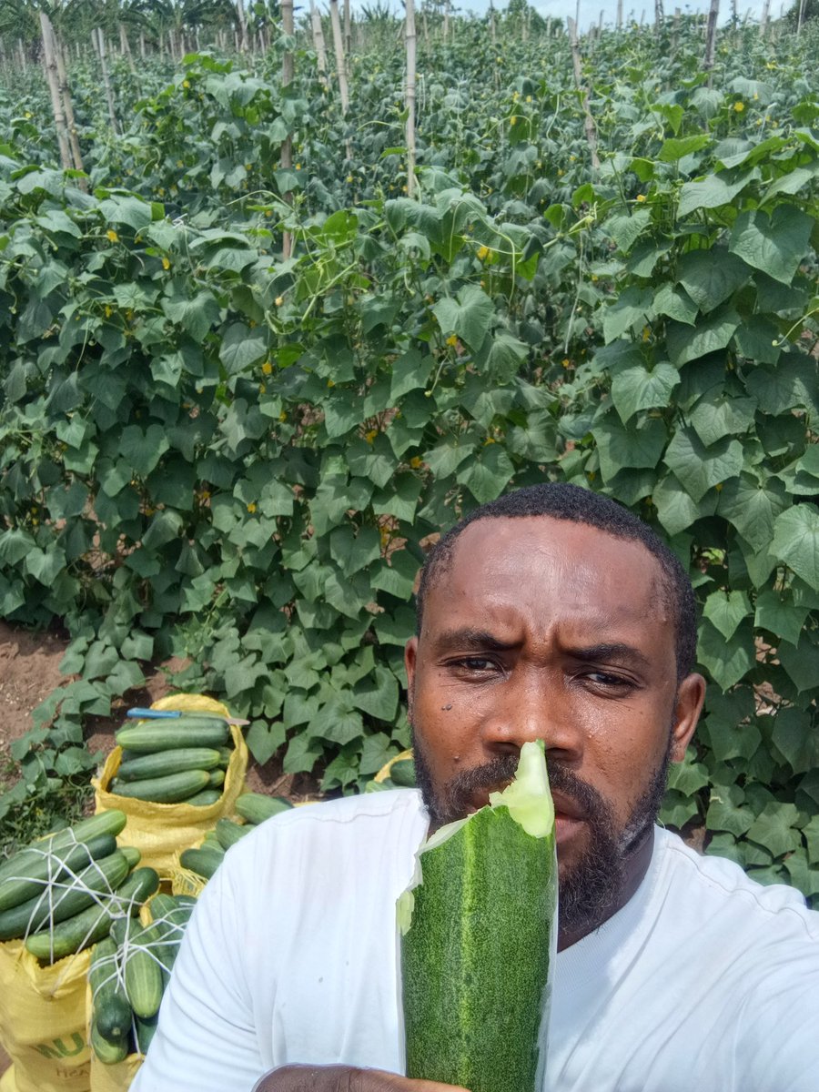 Chukwunonso (Farmer) tweet media