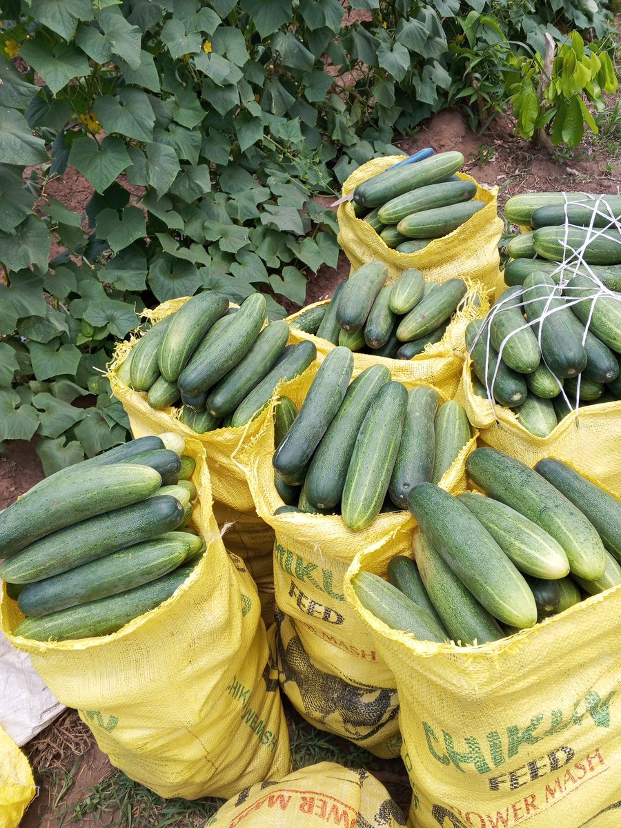 Chukwunonso (Farmer) tweet media