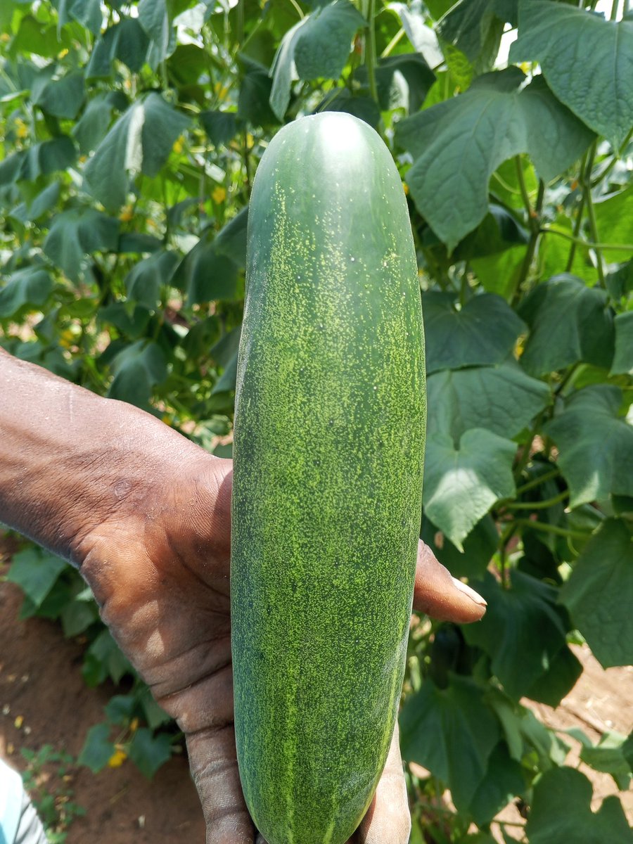 Chukwunonso (Farmer) tweet media