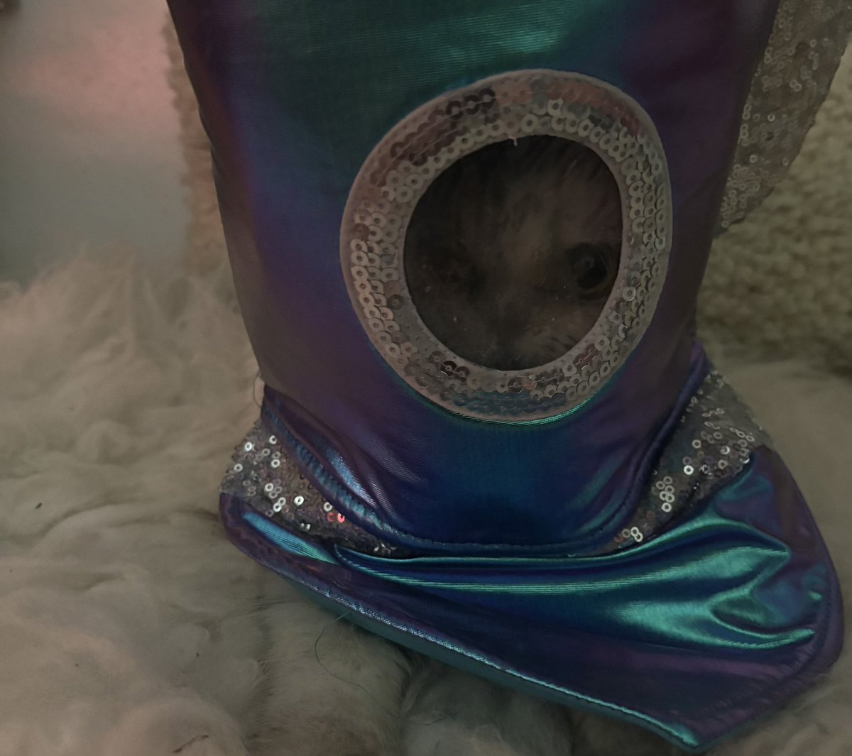 isabelle tweet media