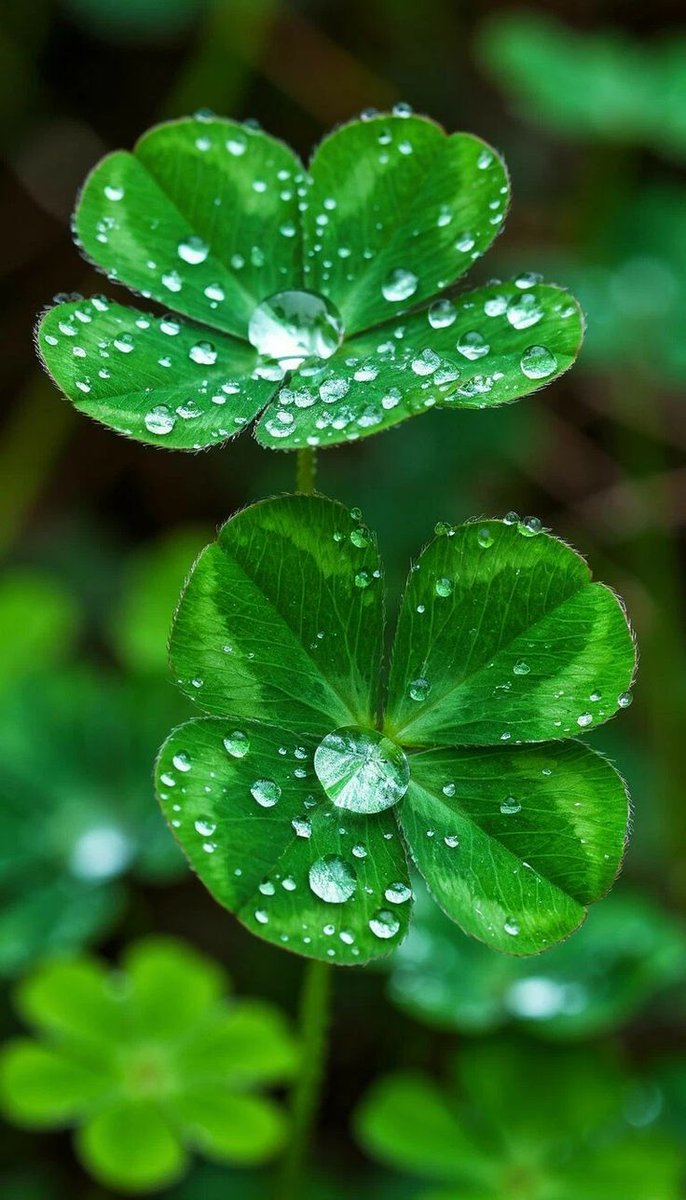 Solithra ☀️ tweet media