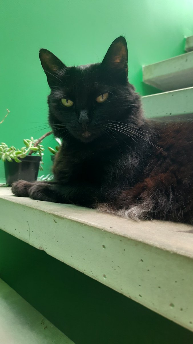 Aᴅʀɪᴀɴᴏ ᴅᴇ Lɪᴍᴀ tweet media