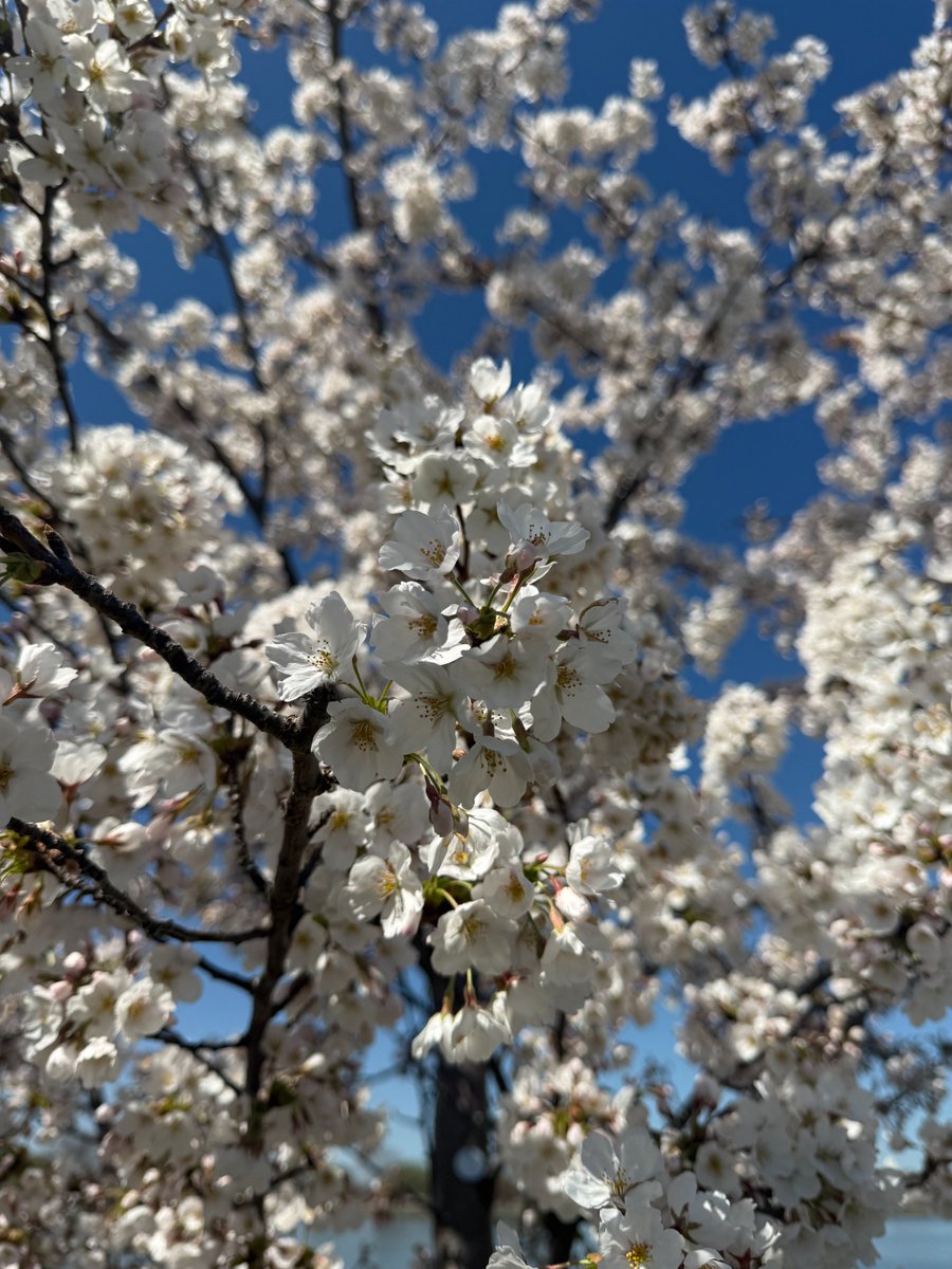NWC_NDU's tweet photo. Peak bloom surrounds Roosevelt Hall on a beautiful day at Fort McNair. https://t.co/ZJ1AhB1B56