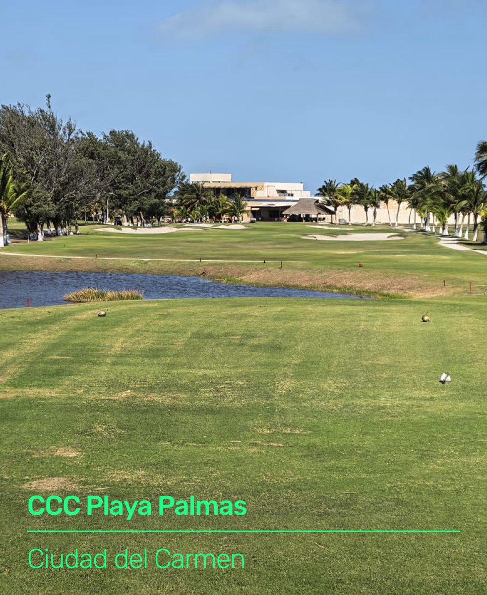 gogolfmx's tweet photo. 💥 ¡Hola Campeche! CCC Playa Palmas Country Club llega a gogolf.

Ubicado en el corazón de la Isla del Carmen, este campo combina historia y renovación. Fundado en 1986 durante el auge petrolero de la región y completamente transformado en 2019, hoy se consolida como uno de los desarrollos más atractivos del Golfo de México.

Diseñado por Greg Letsche, este recorrido de 9 hoyos ofrece una experiencia única donde un lago natural entra en juego en prácticamente todos los hoyos. El viento costero añade un reto constante, obligando a jugar con estrategia, precisión y creatividad en cada golpe.

Entra, reserva y juega.
Sin llamadas, sin membresías, sin complicaciones.
→ https://t.co/jiRF470abF

#gogolf #GolfMexico #GolfMX #IslaDelCarmen #Campeche