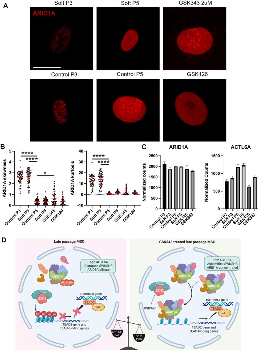 EpigenomeTech's tweet photo. New Epigenome Technologies Blog https://t.co/33gjL2a4mU
Does an Epigenetic Mechanism Provide a Novel Means of Improving Mesenchymal Stem Cell-based Therapies?
Based on a bioRxiv preprint from Lauren Monroe from the @theghoshlab
#Epigenetics #Blog #EZH2 #MSCs https://t.co/eD3kUlEZdW