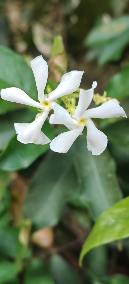 Devirahmasarii tweet media