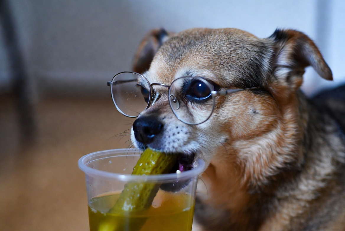 Dad Jokes Animals tweet media