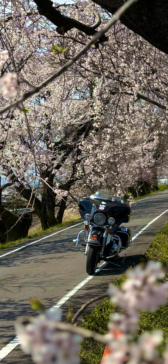 フレディ・マーキュリー tweet media