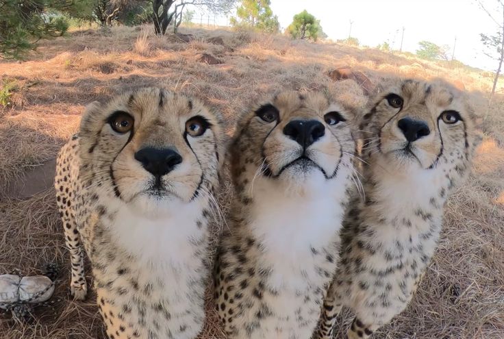 DJ burger 🍔🐯🎵 tweet media