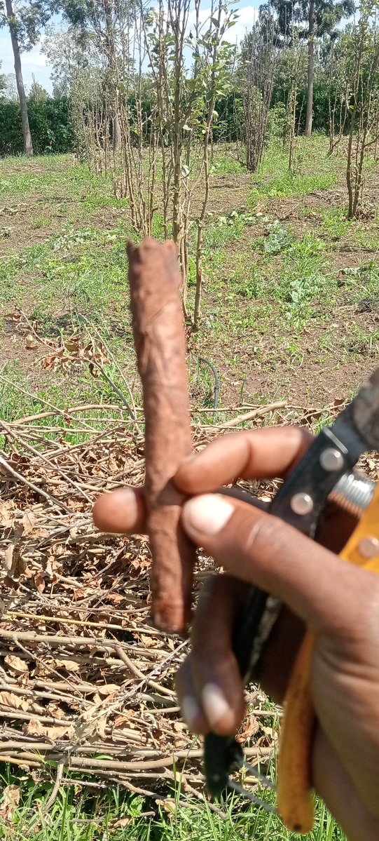 Shama Daddy tweet media