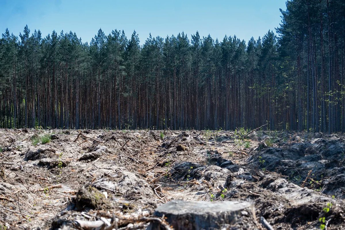 PSollino13299's tweet photo. Un'inversione della gestione del verde non è più procrastinabile. Ne va della nostra sopravvivenza. Ogniuno di noi deve sentire questa responsabilità!
https://t.co/3GdpGWnZFc #Foreste #Clima #WWF
#SaveSoil https://t.co/2YbVl8z9WU