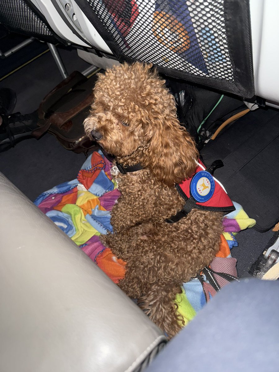 Cotufa Way | Travel With Your Dog tweet media