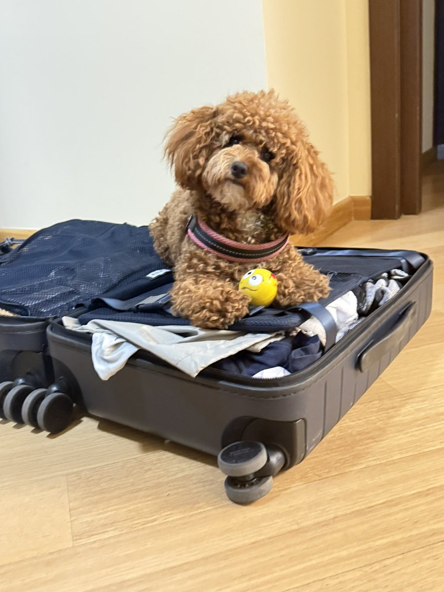 Cotufa Way | Travel With Your Dog tweet media