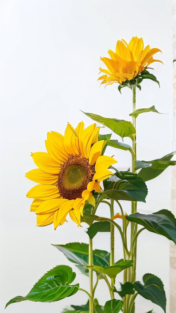 Susan Miller tweet media