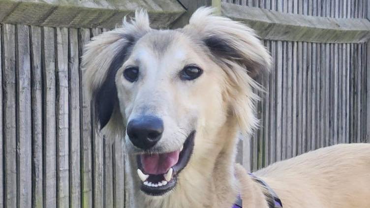 Animal Adoptions UK 🐕‍🦺🐈🐎❤️ tweet media