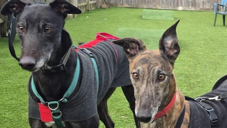 Animal Adoptions UK 🐕‍🦺🐈🐎❤️ tweet media