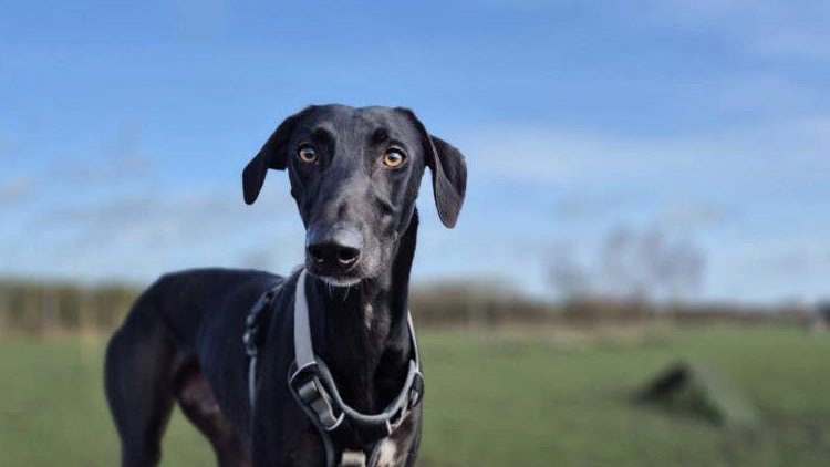 Animal Adoptions UK 🐕‍🦺🐈🐎❤️ tweet media