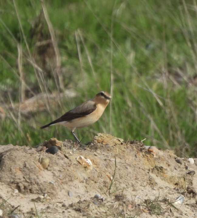 EdSurreyBirder tweet media