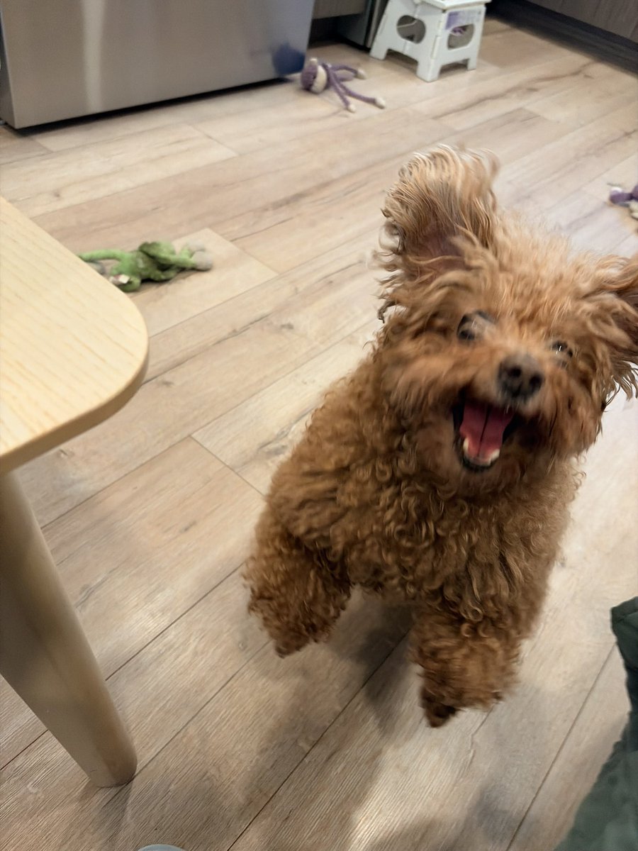 大便小多利꒰ᐡ. .̫ .ᐡ꒱ tweet media