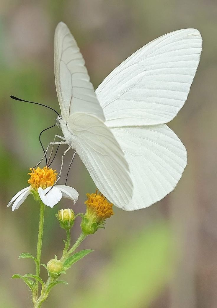 butterfly world 🦋 tweet media