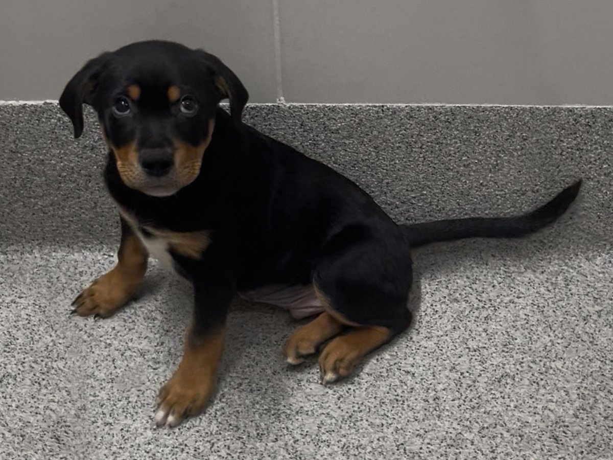 Nebraska Humane Society tweet media