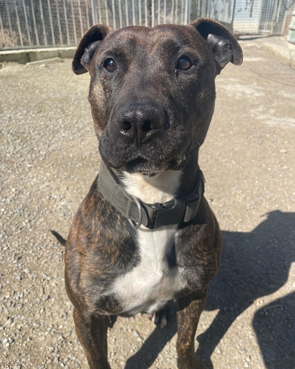 Protectora d'Animals d'Osona tweet media