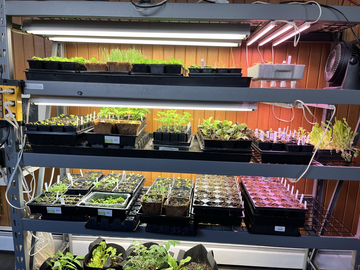 michelle d tweet media